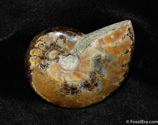 Iridescent Red Ammonite Inches #428